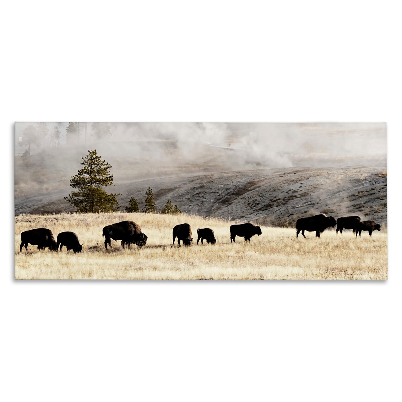 Stupell Industries Grazing Bison Rural Country Fog Canvas Wall Art